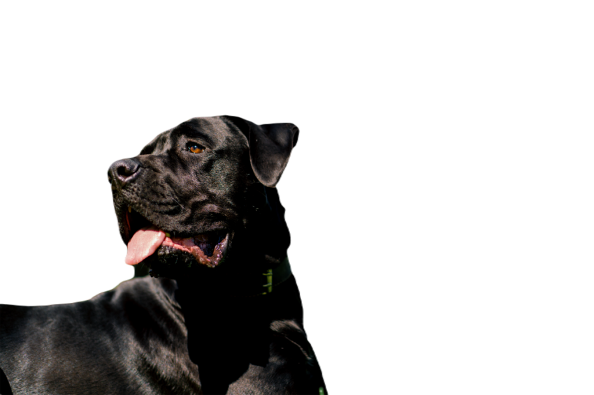An obedient dog with a protruding tongue of a larg 2024 11 28 22 24 08 utc