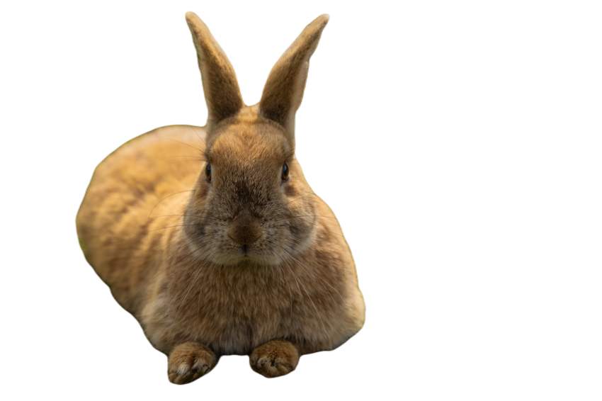 Animal 4137865