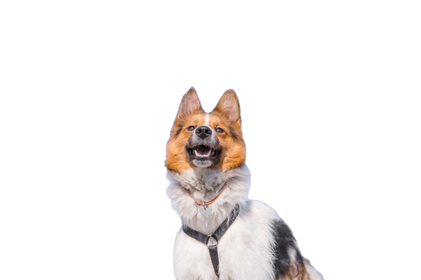 A mixed breed dog on a walk dog running on the gr 2023 11 27 05 29 16 utc