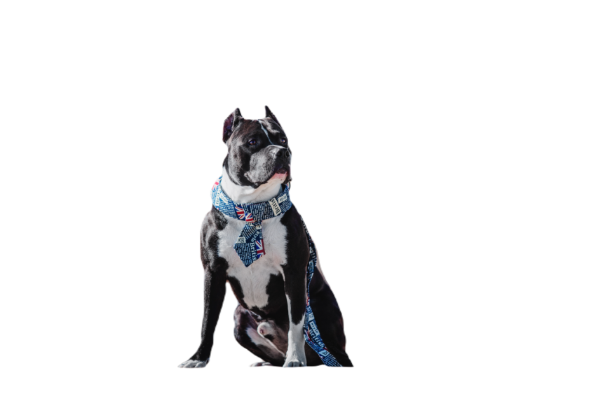 American staffordshire terrier dog 2023 11 27 05 19 45 utc