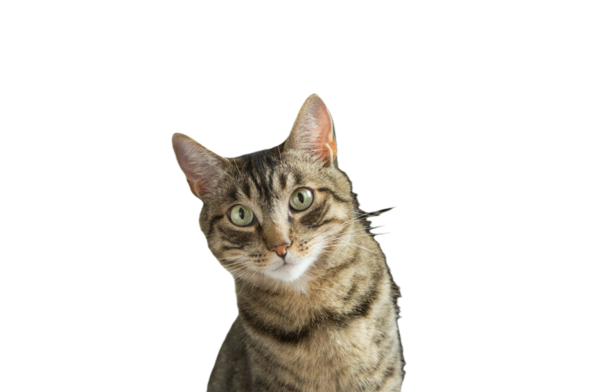 A girl sitting on a sofa with a pet cat 2023 11 27 05 18 48 utc