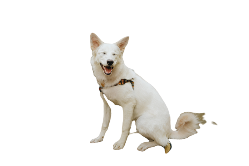 Adorable white dog sitting on tree in autumn woods 2023 11 27 04 51 05 utc