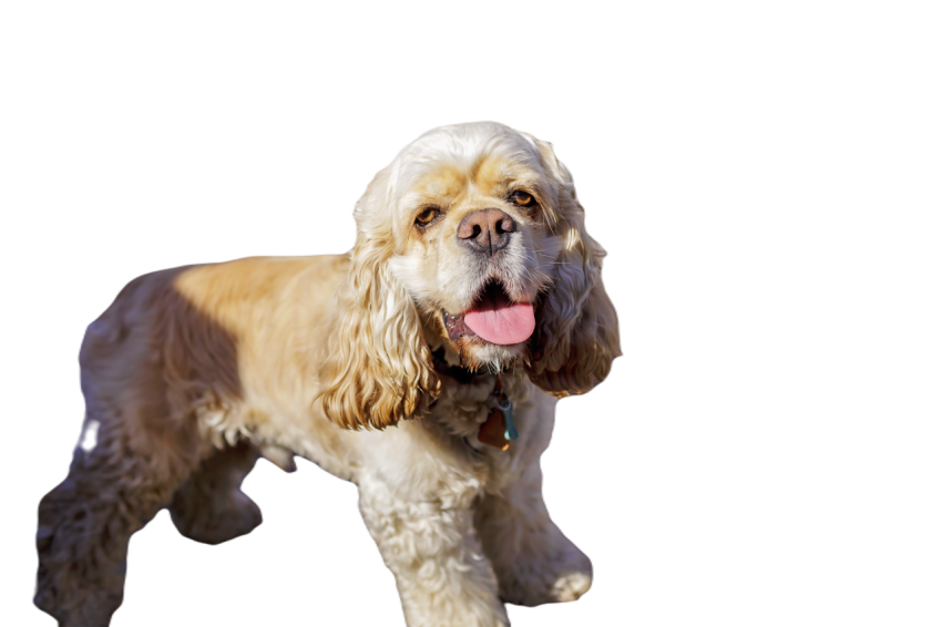 A dog with his tongue hanging out the owner walks 2025 01 09 01 15 30 utc