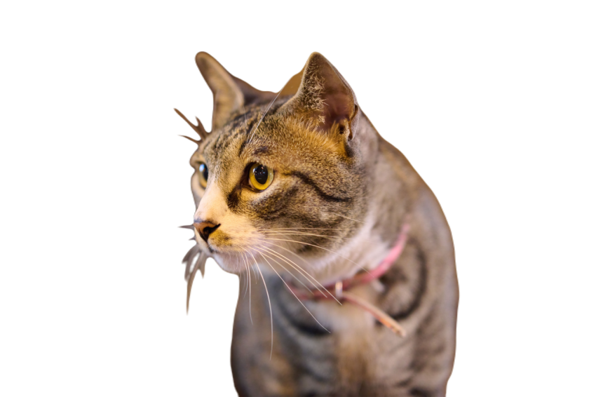 A cat walking on top of a wooden table next to a w 2023 11 27 05 17 16 utc