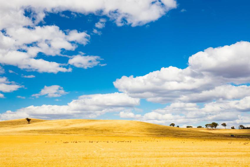 Wheat fields in moolort plains 2023 11 27 05 17 16 utc