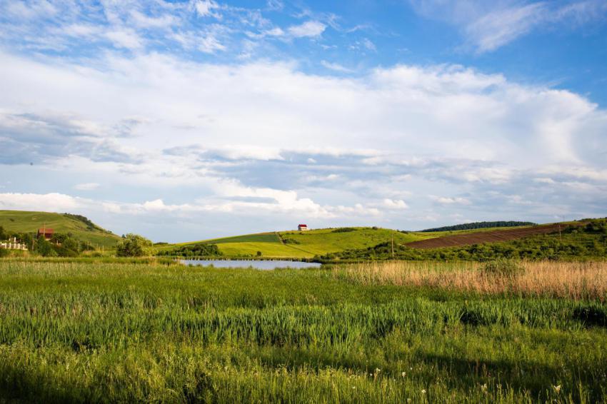 Summer landscape with green meadow and blue sky 2024 07 20 01 02 22 utc