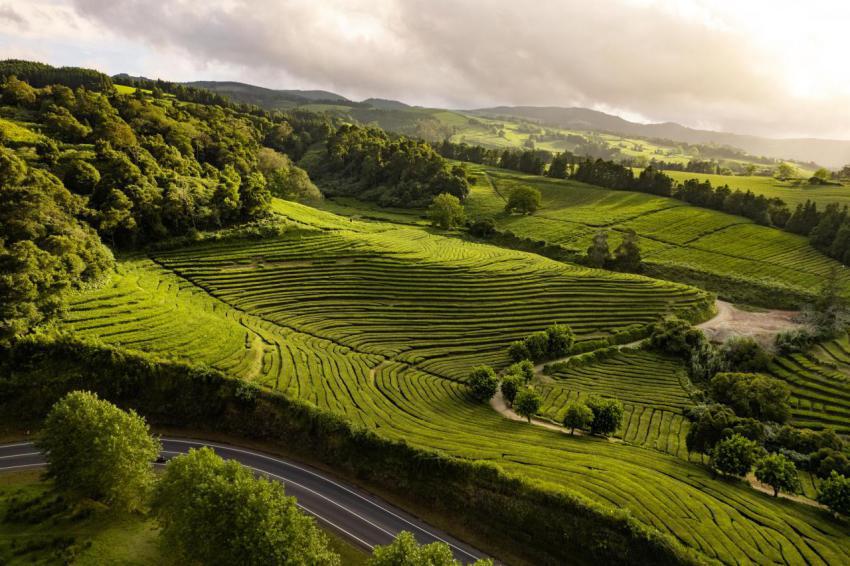 Majestic green plantations on green range 2023 11 27 05 19 34 utc