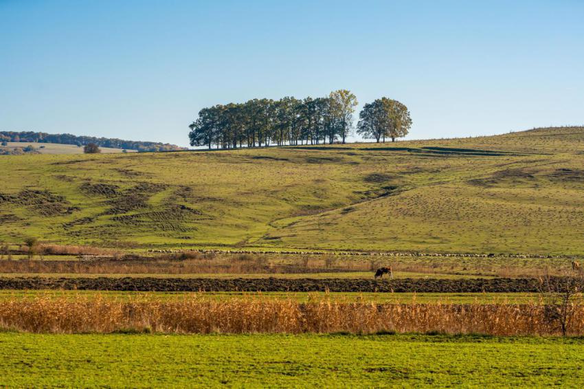 Rural landscape with trees on a hillside 2024 10 30 03 08 21 utc