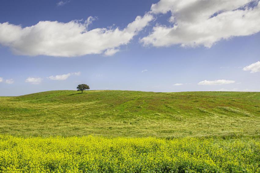 Holm oak on the hill 2023 11 27 05 07 11 utc