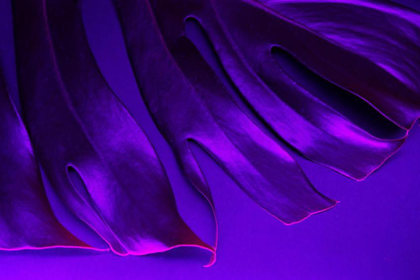 Monstera leaf in blue neon light close up 2023 11 27 05 17 12 utc