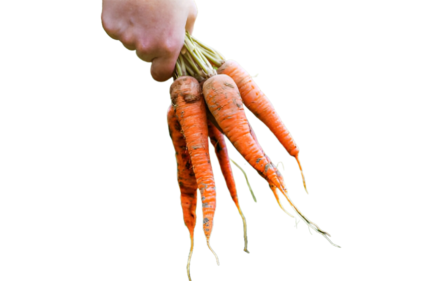 Vegetables png file free download (frefile com) 109