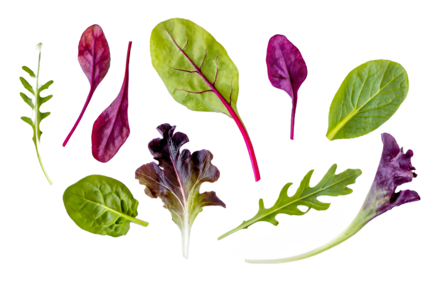 Vegetables png file free download (frefile com) 75