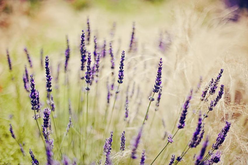 Landscape, animal, girl free download (65)
