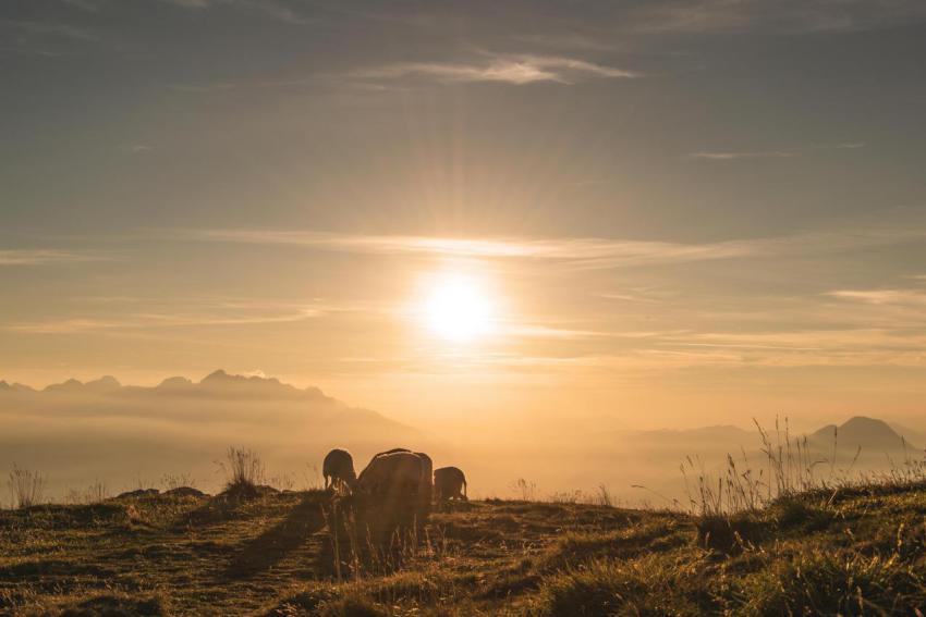 Sheeps enjoying beautiful sunset in the mountains 2023 11 27 05 23 05 utc