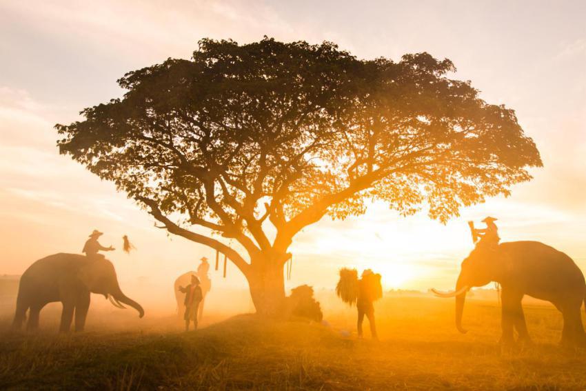 Elephants at sunrise in thailand 2023 11 27 05 23 29 utc