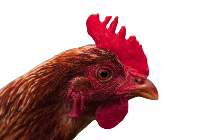A brown and red chicken stands in grass near a blu 2023 11 27 05 05 31 utc