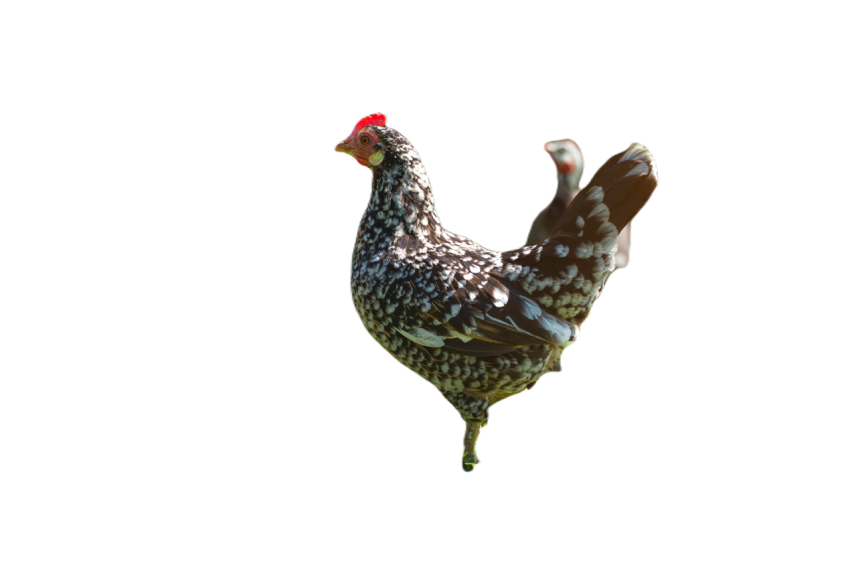 A hen grazing on green backyard grass 2023 11 27 05 28 49 utc