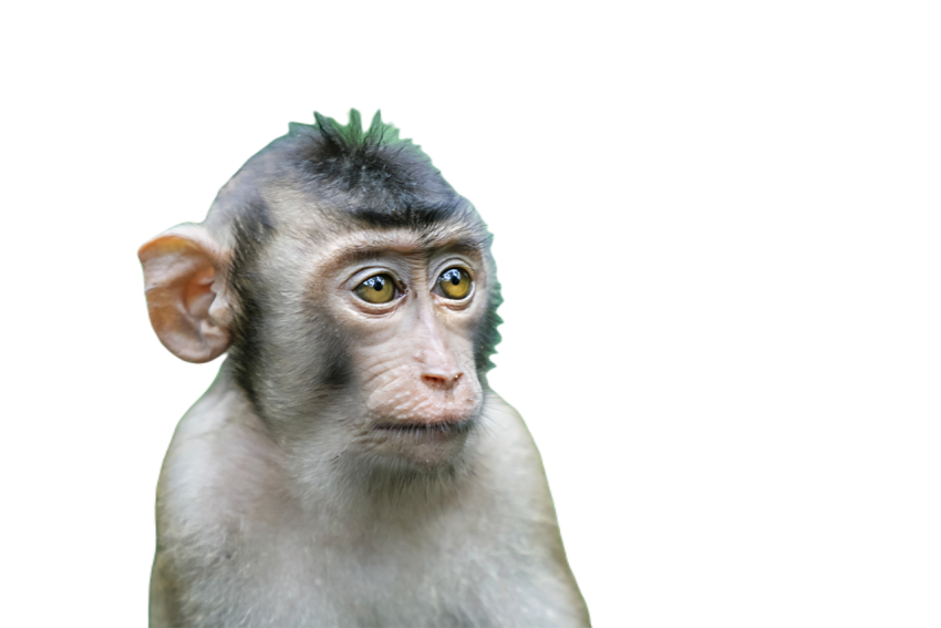 A pensive monkey in a tranquil forest setting 2024 07 08 20 12 47 utc