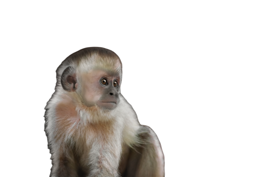 Baby black striped capuchin monkey sapajus libidi 2023 12 19 01 27 21 utc
