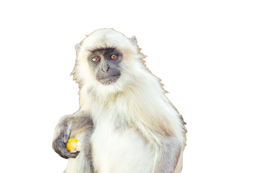 Big and nice gray monkey in jaipur 2024 10 31 02 14 25 utc