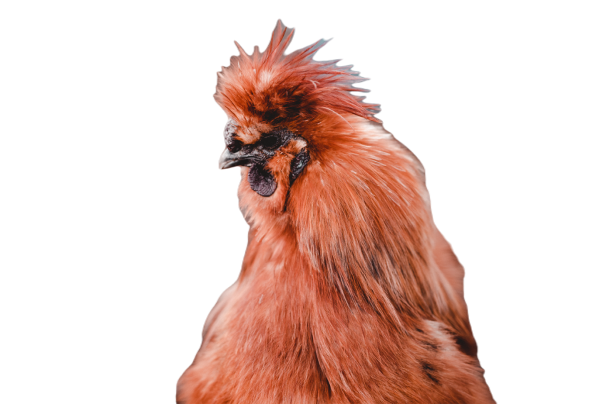 Brown chicken in farm 2023 11 27 05 04 49 utc