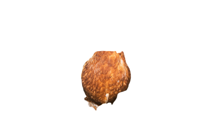 Brown chicken on a hey with a wooden fence 2023 11 27 05 32 39 utc