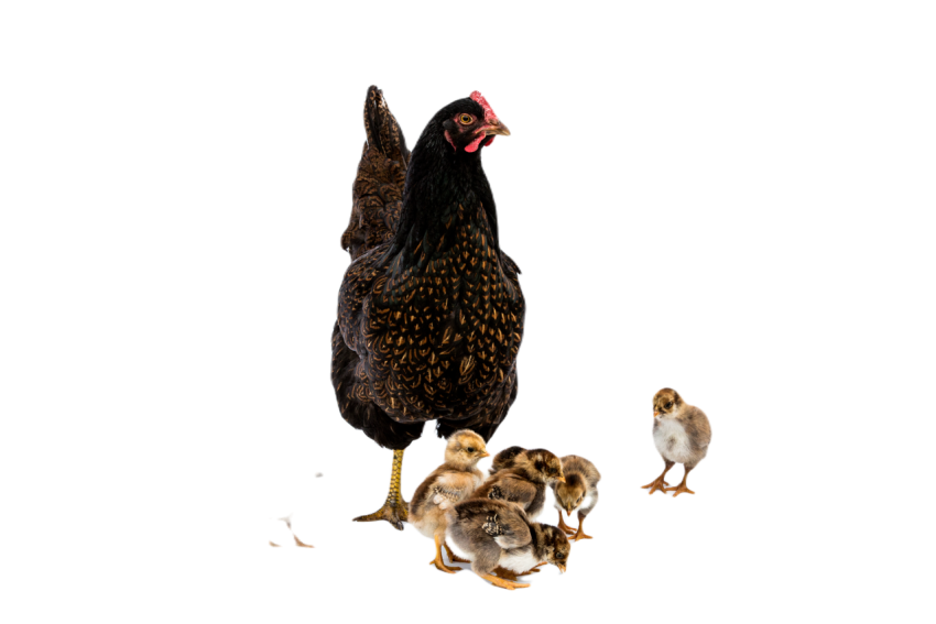 Brown hen with small group of chicks on white back 2023 11 27 05 28 15 utc
