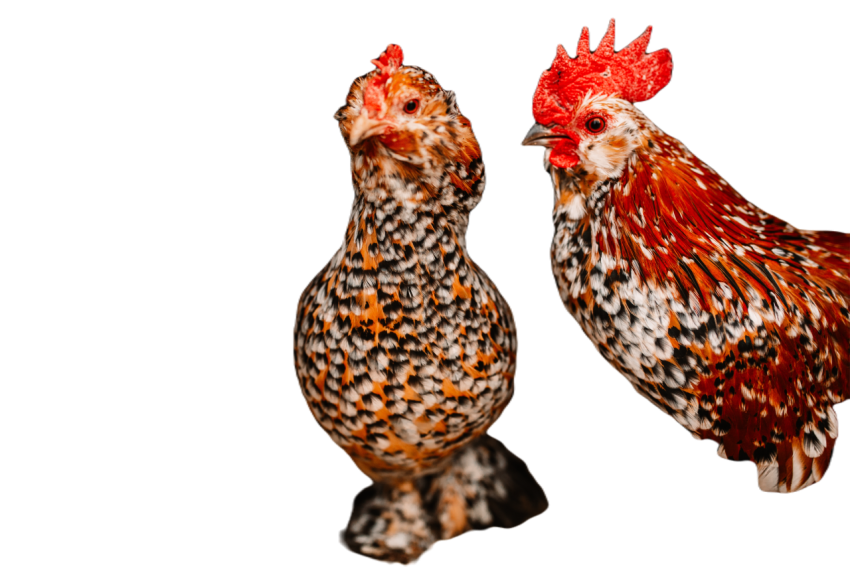 Chickens 2024 10 18 03 49 17 utc