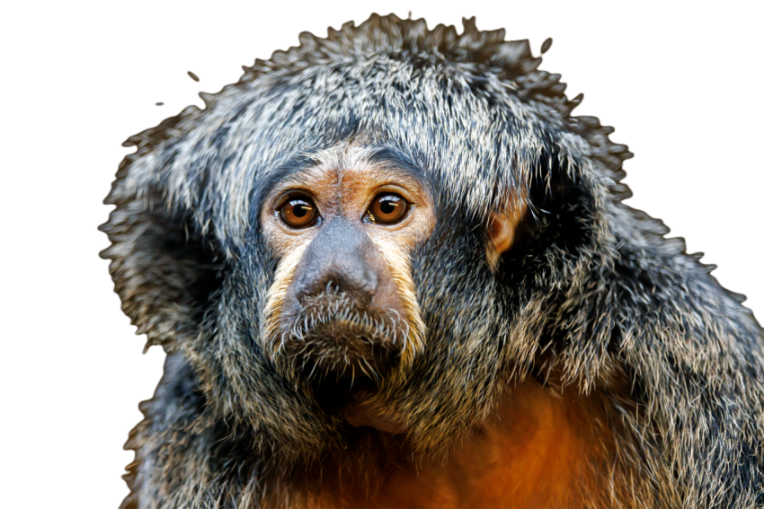 Close up of a cute little monkey white faced saki 2023 11 27 05 07 52 utc
