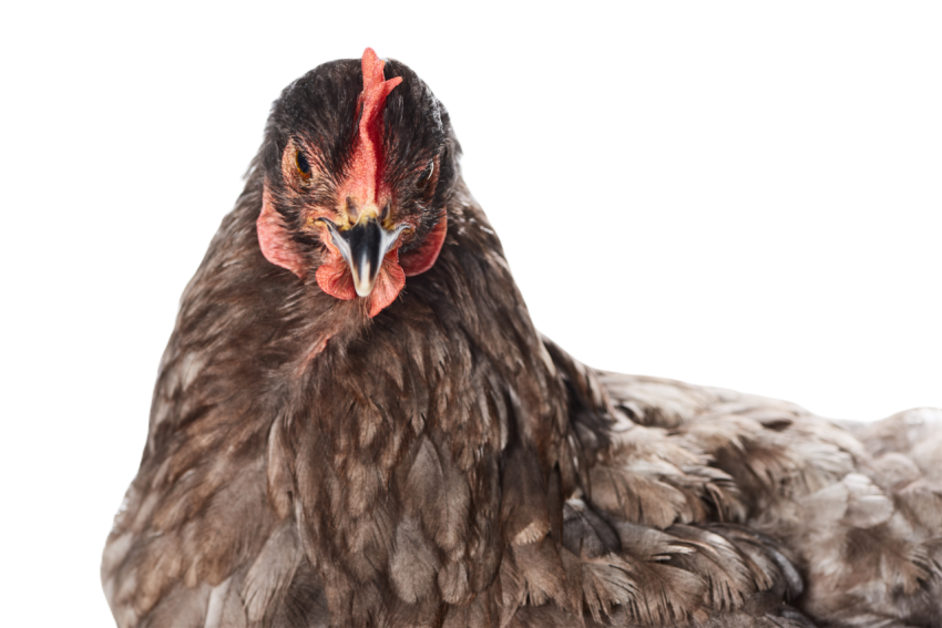 Close up of brown chicken isolated on white 2024 11 16 03 51 14 utc