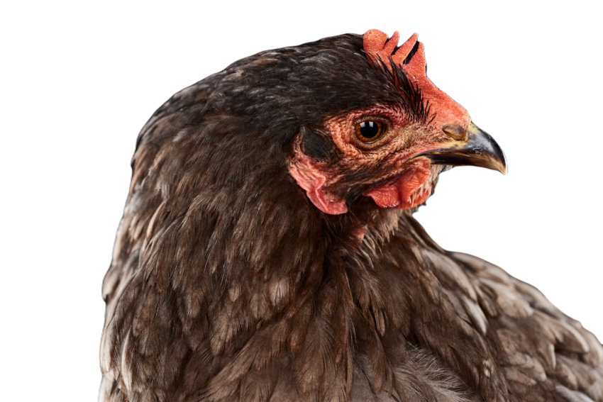 Close up of purebred brown hen isolated on black 2024 11 17 08 11 13 utc