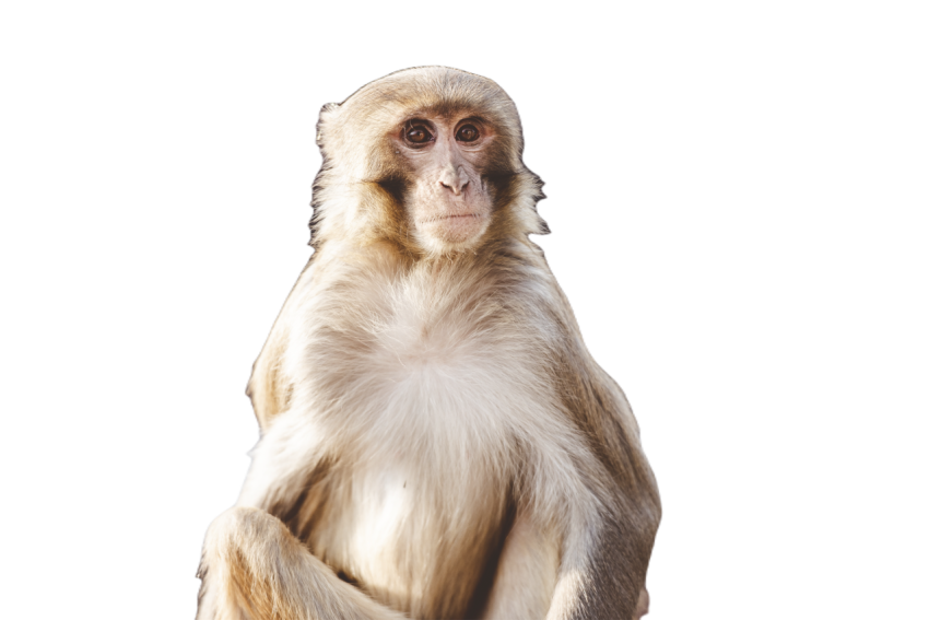 Closeup shot of a monkey sitting and looking at th 2023 11 27 05 04 36 utc