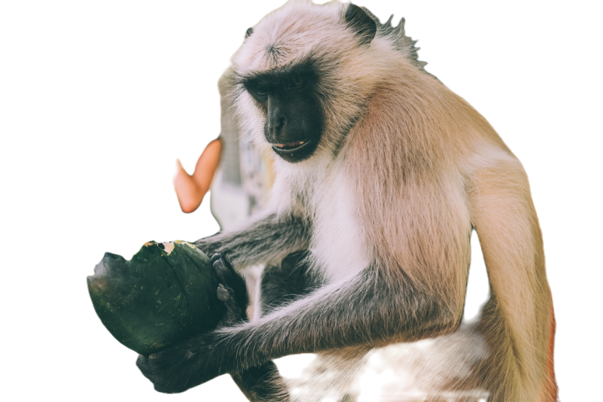 Close up view of funny monkey holding green fruit 2024 11 19 03 19 37 utc