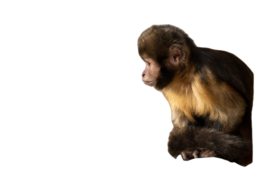 Curious monkey stares intently along a rope railin 2023 11 27 05 08 00 utc