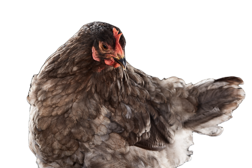 Farm hen with brown feathers isolated on black 2024 11 10 17 11 51 utc