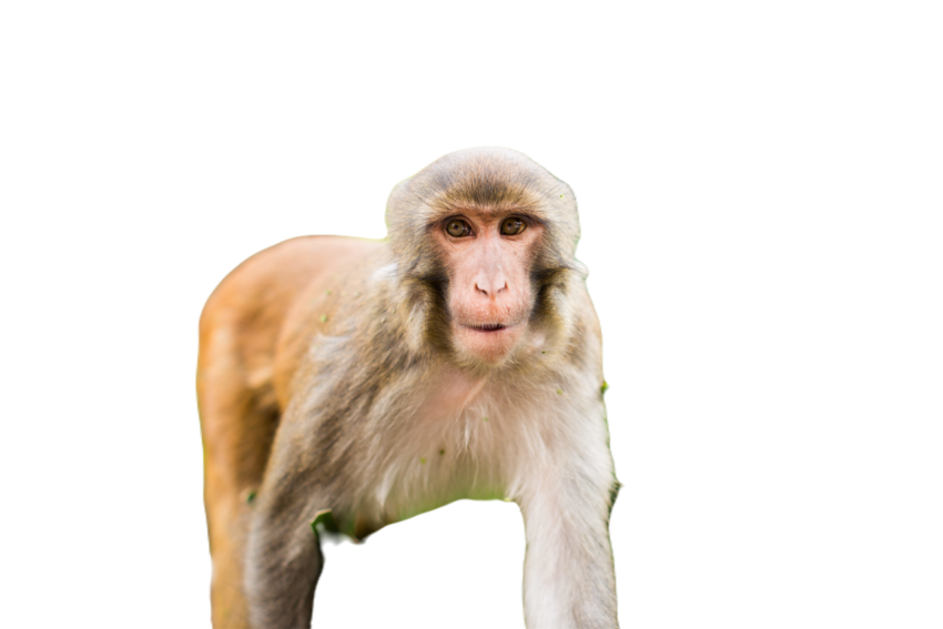 Funny rhesus macaque in the forest with a blurred 2023 11 27 05 03 57 utc