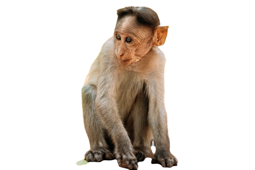 Goa india young infant bonnet macaque macaca r 2023 11 27 05 15 09 utc