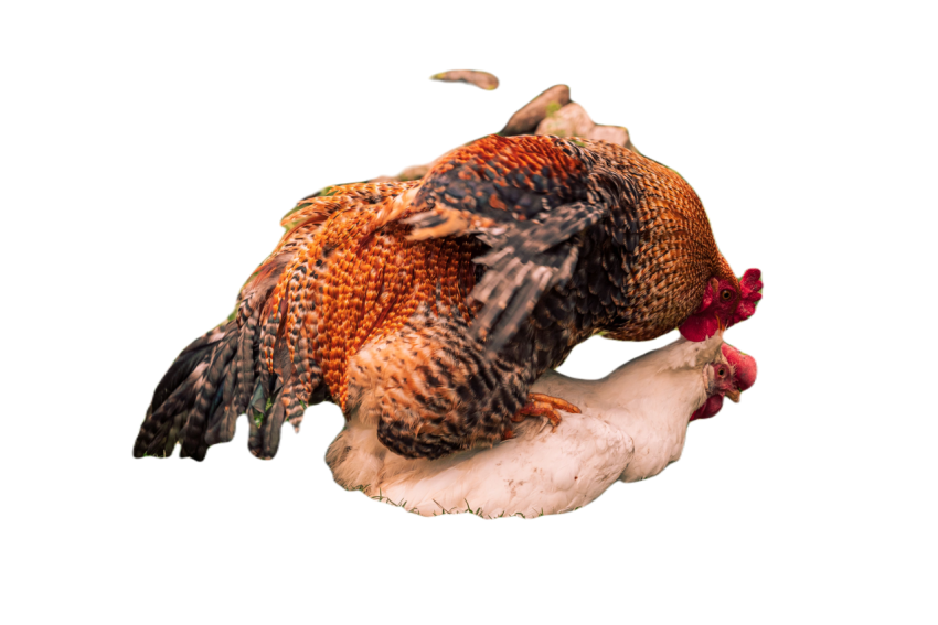 High resolution close up image of a rooster in the 2023 11 27 05 25 05 utc