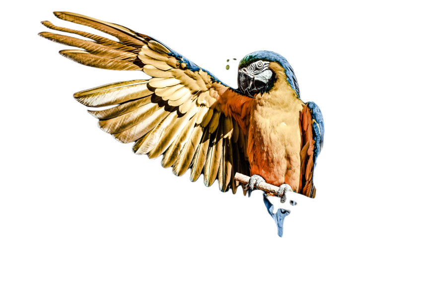 Parrots in the world png file 2