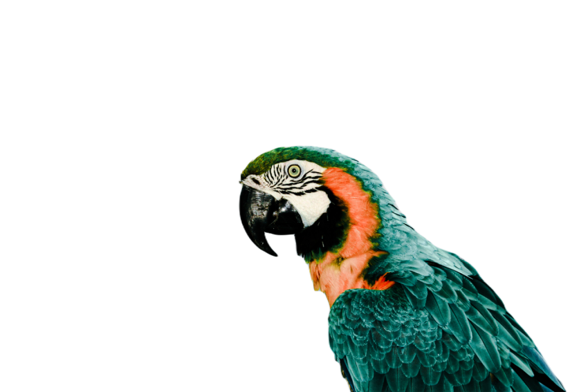 Parrots in the world png file 16
