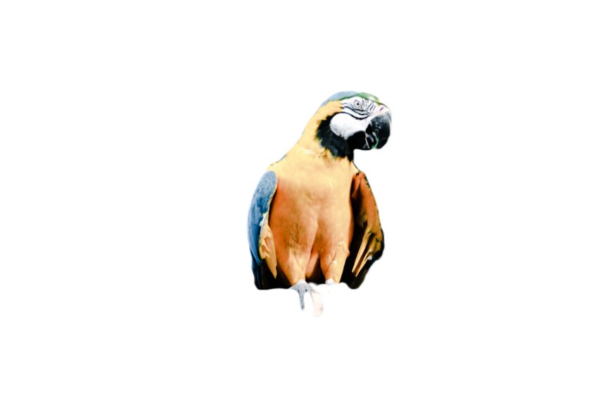 Parrots in the world png file 18