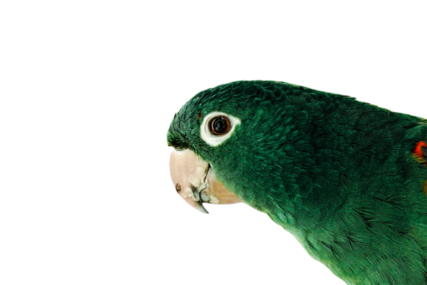 Parrots in the world png file 19
