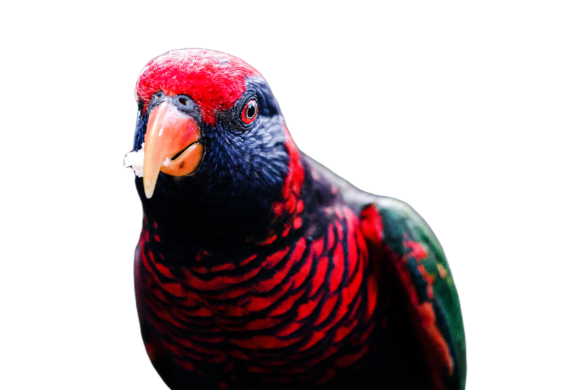 Parrots in the world png file 33