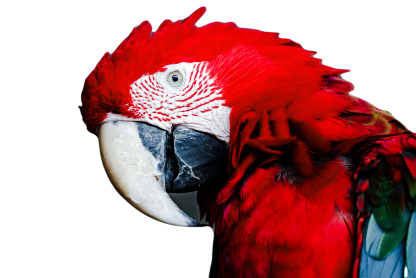Parrots in the world png file 36