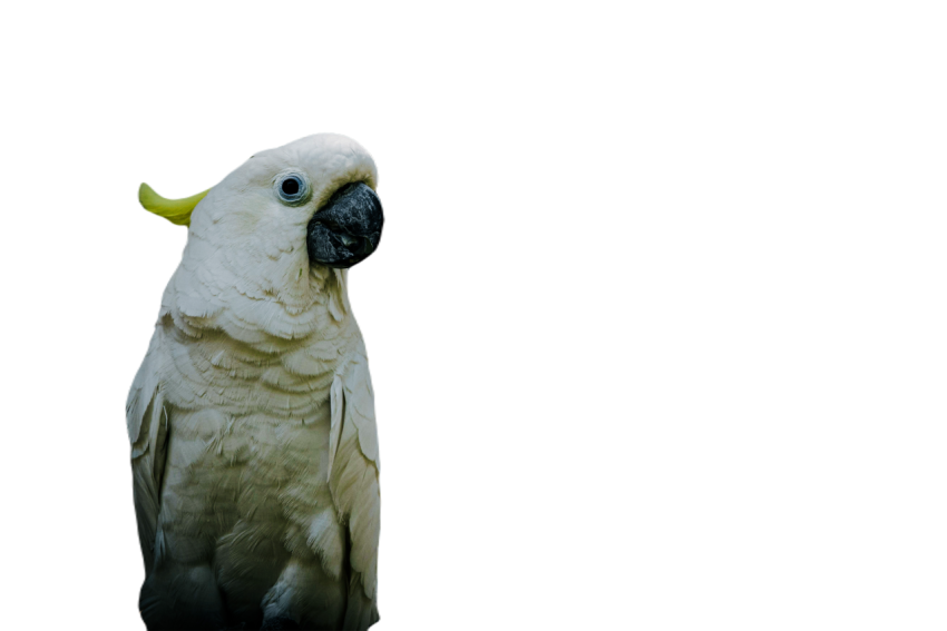 Parrots in the world png file 37