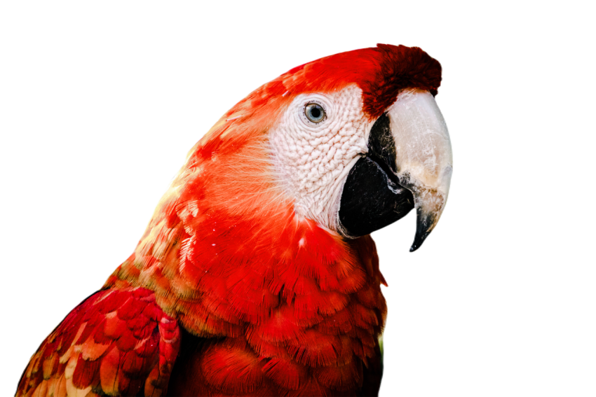 Parrots in the world png file 45