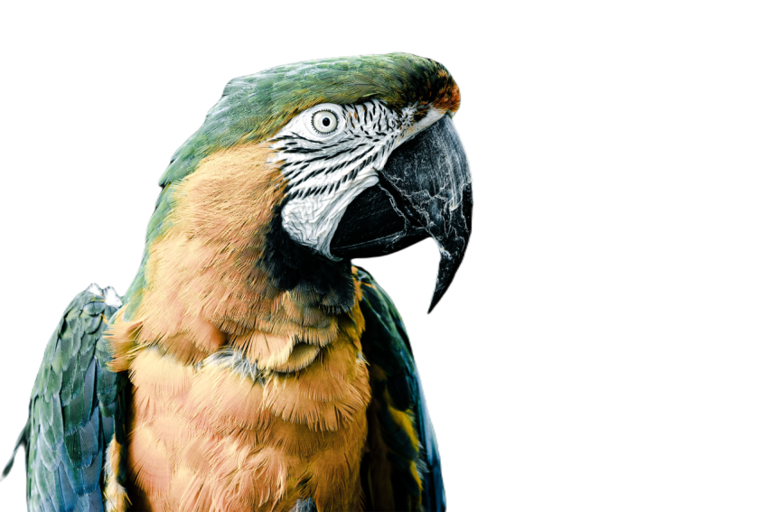 Parrots in the world png file 48