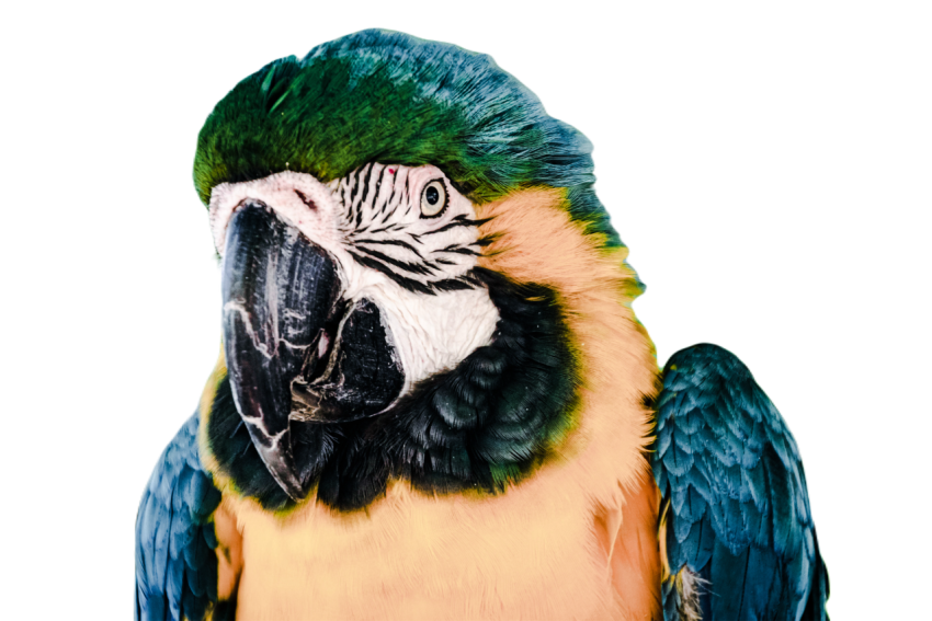 Parrots in the world png file 53