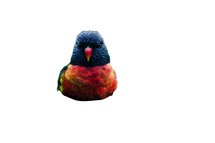 Parrots in the world png file 54