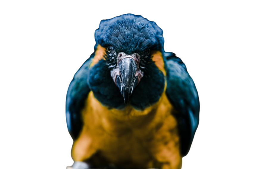 Parrots in the world png file 57